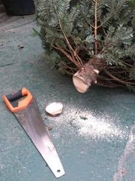 Fresh Cut Chistmas Tree with Saw